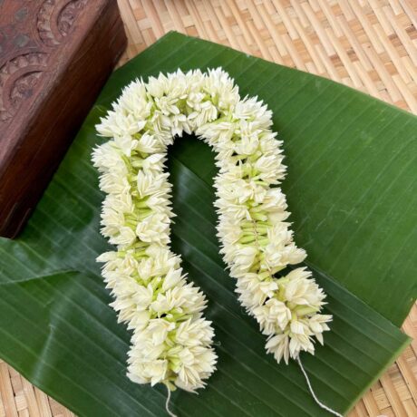 Real Look like Partial Bloomed Pichi Poo – J210