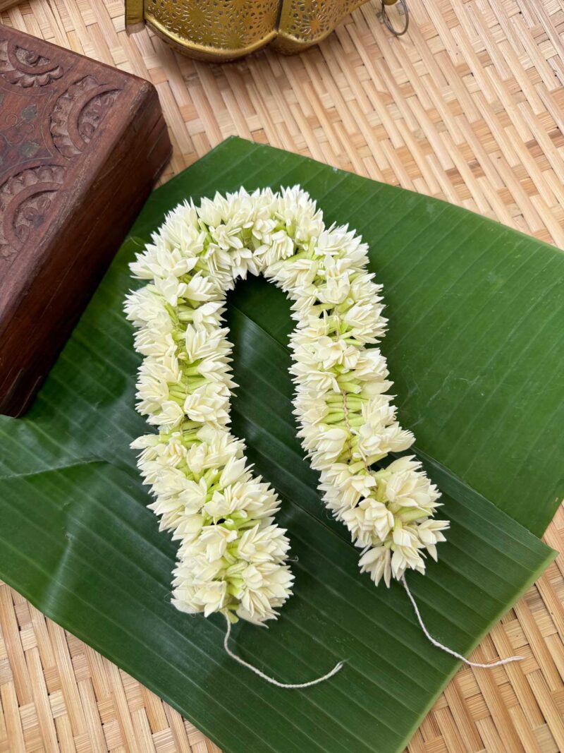 Real Look like Partial Bloomed Pichi Poo – J210